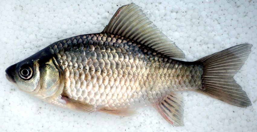 Carassius auratus_002.jpg